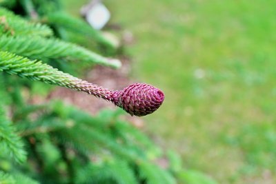 Picea abies 'Acrocorna' - smr ztepilý - šištice